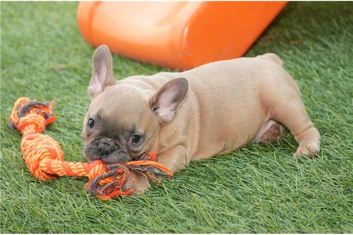 Französische Bulldoggen Welpen (Blue) suchen ein Zuhause