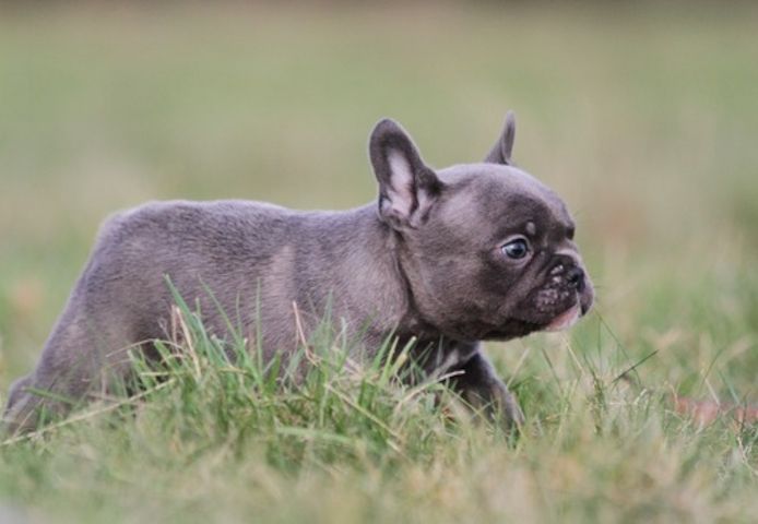 Französische Bulldoggen Welpen (Blue) suchen ein Zuhause