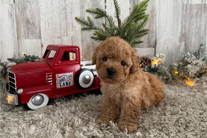 Maltipoo Welpen suchen liebevolles Zuhause