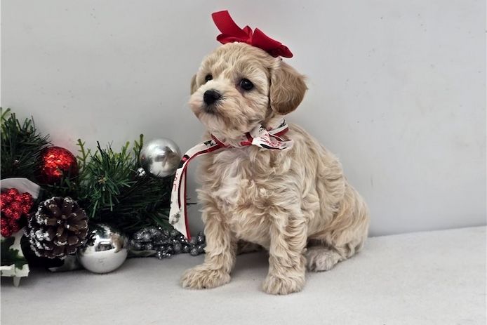 Maltipoo Welpen suchen liebevolles Zuhause