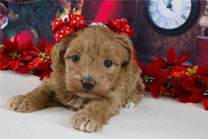 Maltipoo Welpen suchen liebevolles Zuhause