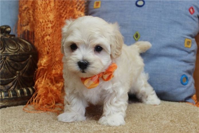 Maltipoo Welpen suchen liebevolles Zuhause