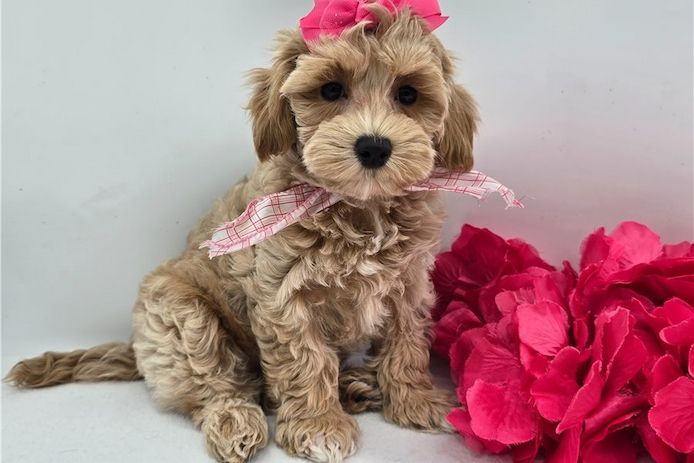Maltipoo Welpen suchen liebevolles Zuhause