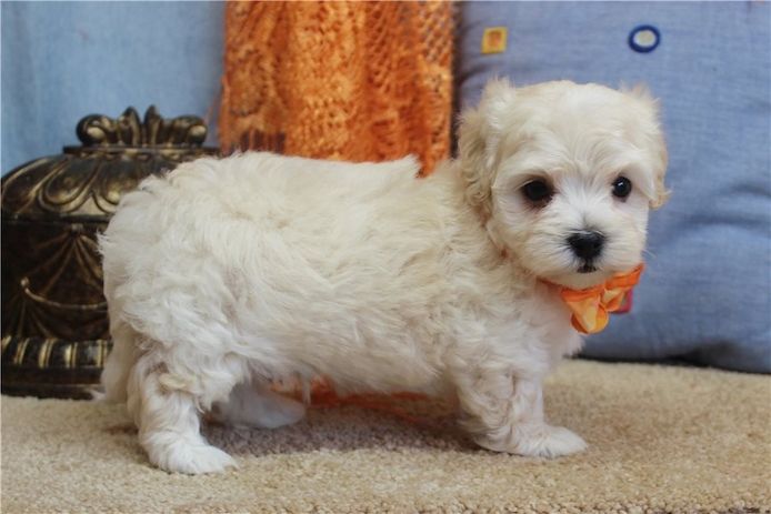 Maltipoo Welpen