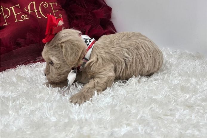 Maltipoo Welpen