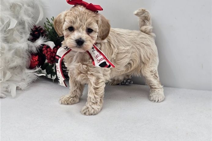 Maltipoo Welpen