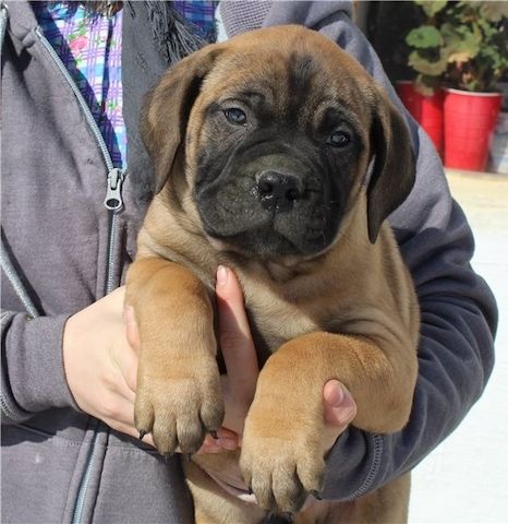 Bullmastiff Welpen suchen ihre Familie
