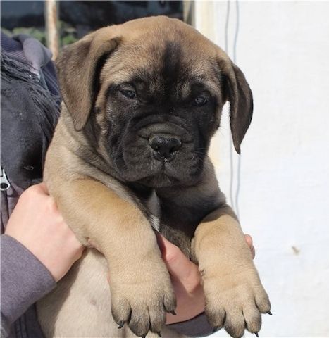Bullmastiff Welpen suchen ihre Familie