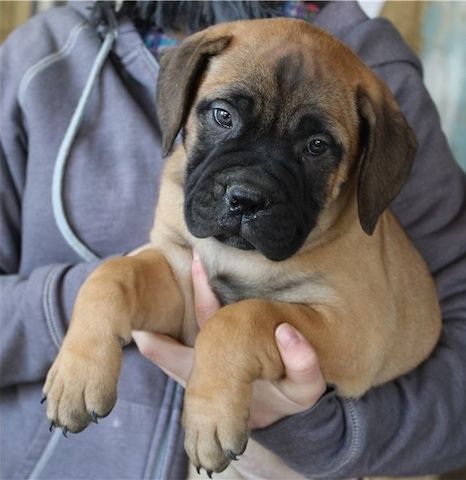 Bullmastiff Welpen suchen ihre Familie