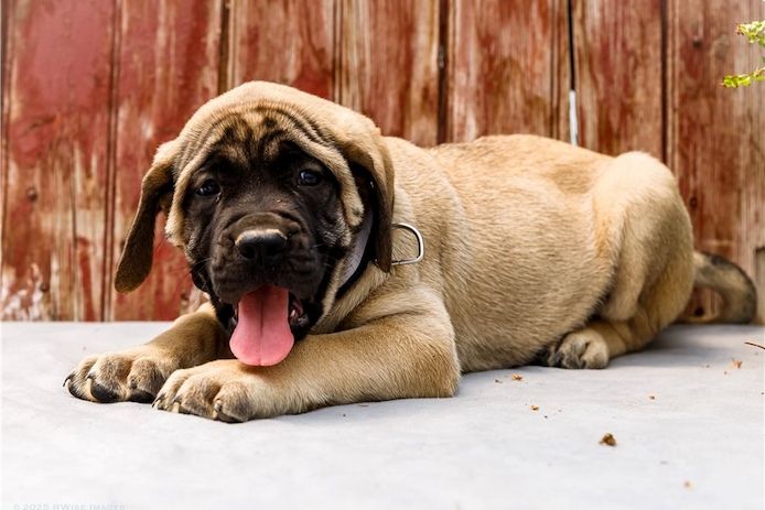 Reinrassige Bullmastiff Welpen