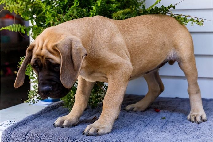 Reinrassige Bullmastiff Welpen