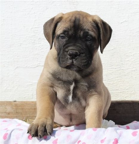 Reinrassige Bullmastiff Welpen