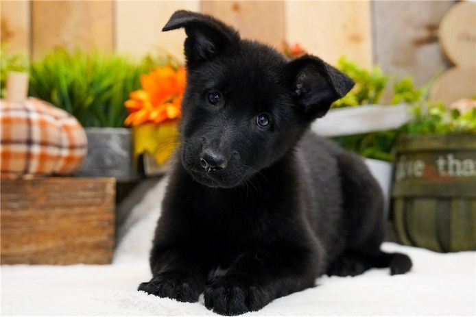 Deutsche Schäferhund Welpen