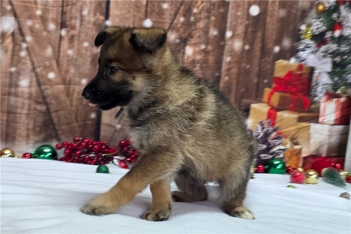 Deutsche Schäferhund Welpen