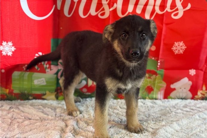 Deutsche Schäferhund Welpen