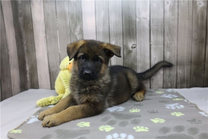 Deutsche Schäferhund Welpen