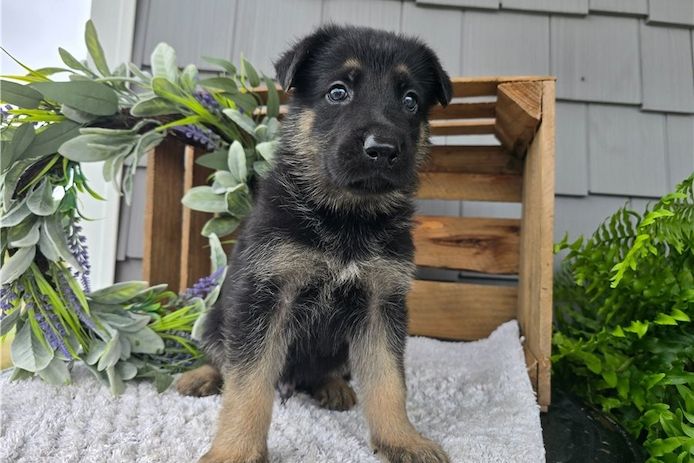 Deutsche Schäferhund Welpen