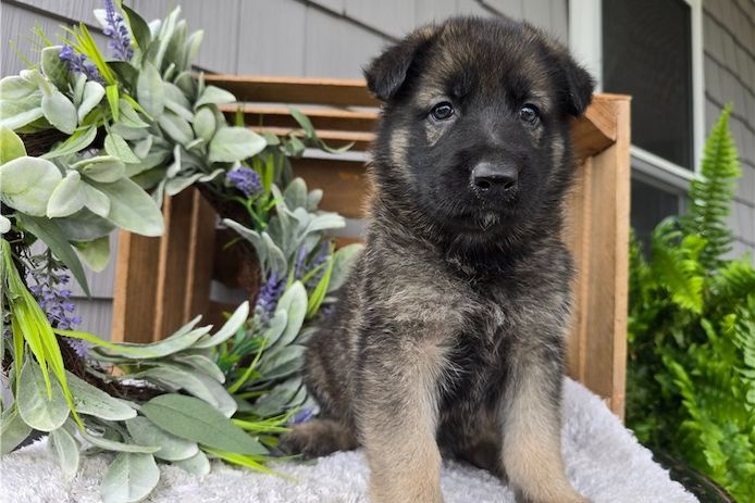 Deutsche Schäferhund Welpen