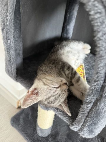 Kitten abzugeben