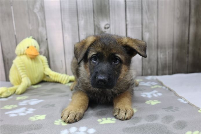 Deutsche Schäferhund Welpen