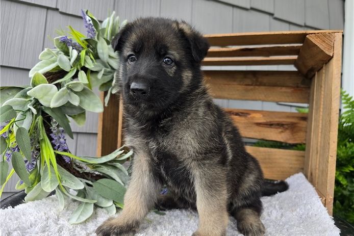 Deutsche Schäferhund Welpen
