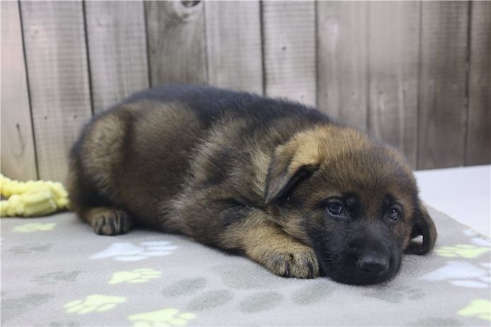 Deutsche Schäferhund Welpen