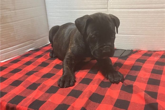 Wunderschöne Blaue cane corso welpen