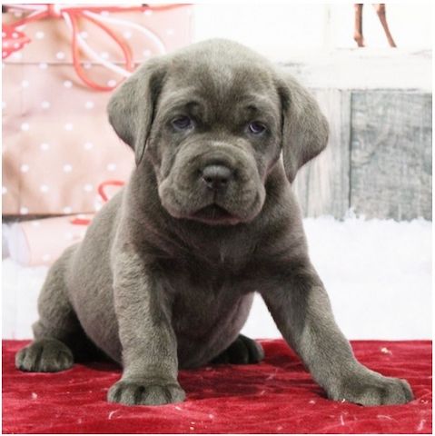 Wunderschöne Blaue cane corso welpen