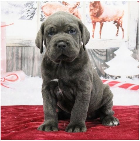 Wunderschöne Blaue cane corso welpen
