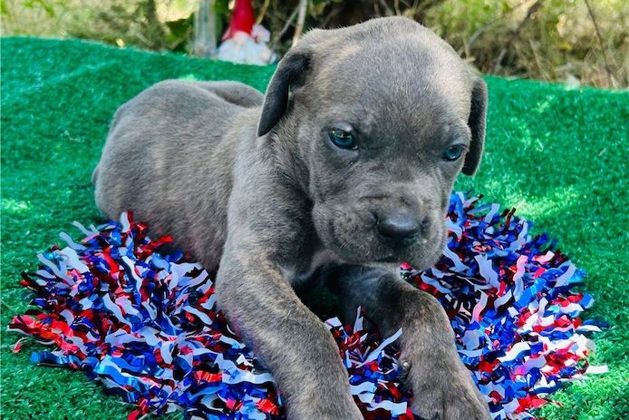 Wunderschöne Blaue cane corso welpen