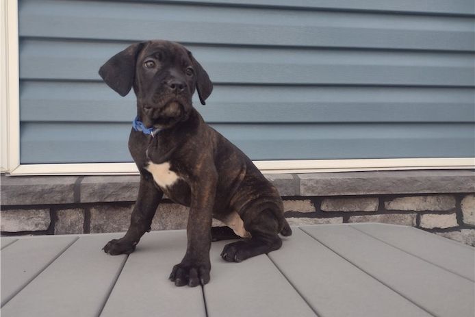 Wunderschöne Blaue cane corso welpen