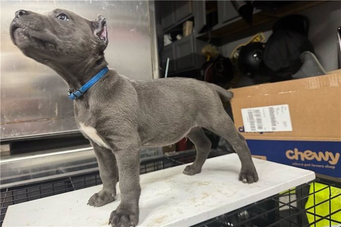 Wunderschöne Blaue cane corso welpen