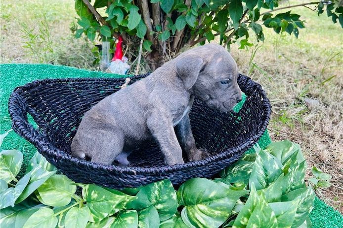 Wunderschöne, cane corso welpen &nbsp;mit Papieren,