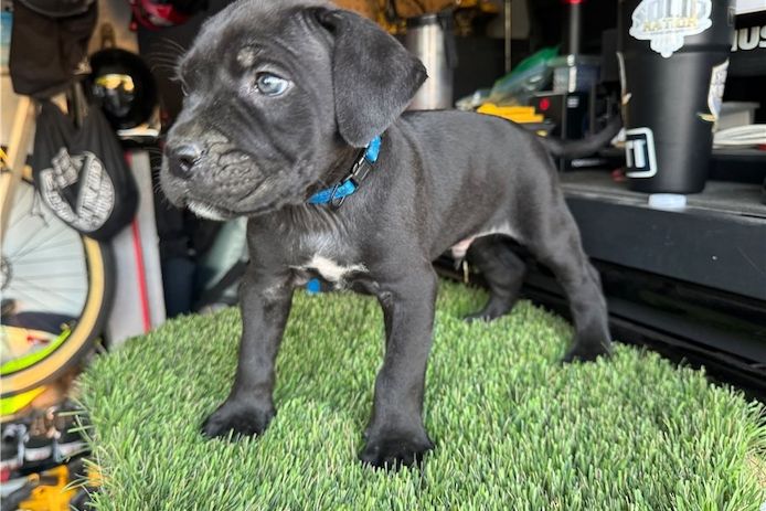 Wunderschöne, cane corso welpen &nbsp;mit Papieren,