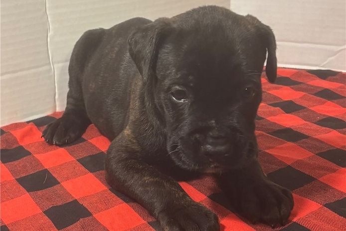 Wunderschöne, cane corso welpen &nbsp;mit Papieren,
