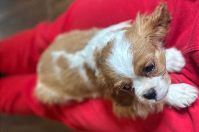 Cavalier King Charles Welpen Rüden und Hündinnen