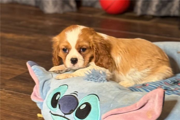 Cavalier King Charles Welpen Rüden und Hündinnen