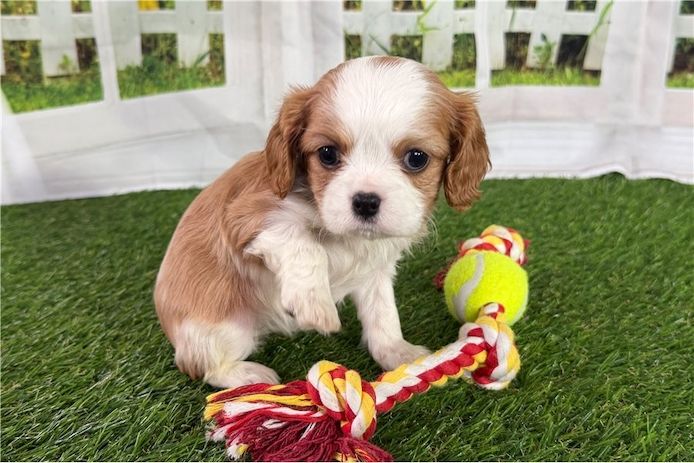 Cavalier King Charles Welpen Rüden und Hündinnen