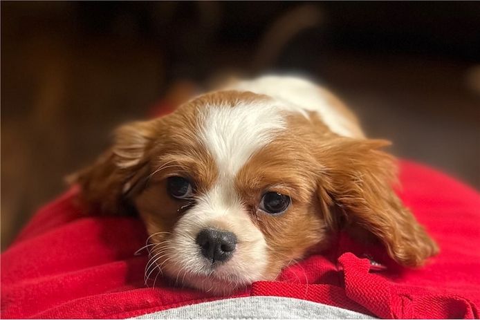 Cavalier King Charles Welpen Rüden und Hündinnen