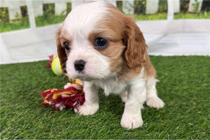 Cavalier King Charles Welpen Wunderschöne
