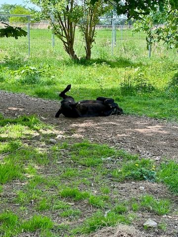 ❤️ Besonderer Bono sucht Glück ❤️