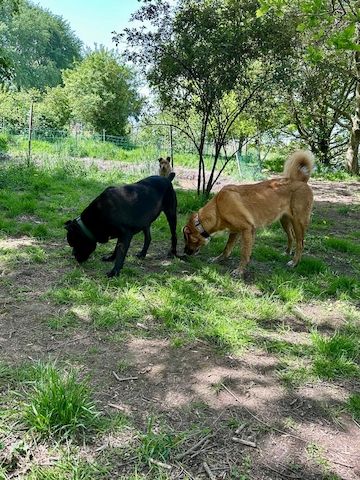 ❤️ Besonderer Bono sucht Glück ❤️