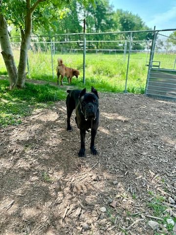 ❤️ Besonderer Bono sucht Glück ❤️