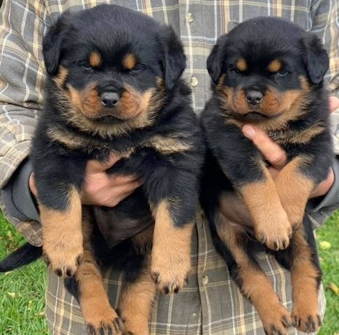 Rottweilerwelpen verfügbar
