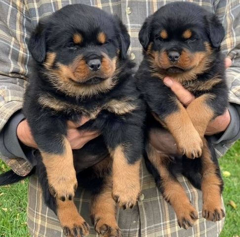Rottweilerwelpen verfügbar