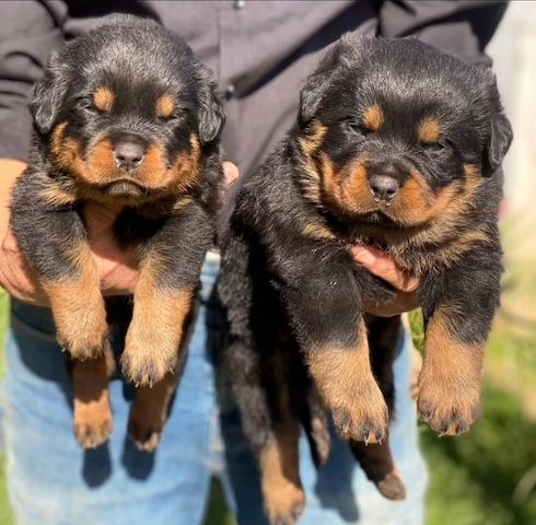 Rottweilerwelpen verfügbar