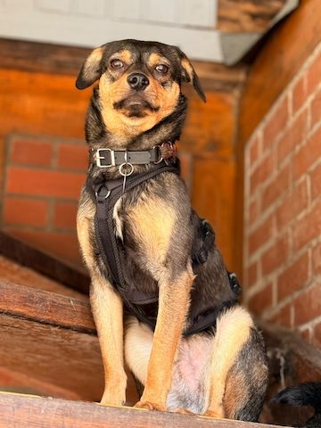 ❤️Sanfter Tiaro sucht dich✨evtl Pinscher Mix