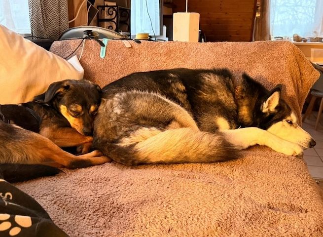❤️Sanfter Tiaro sucht dich✨evtl Pinscher Mix