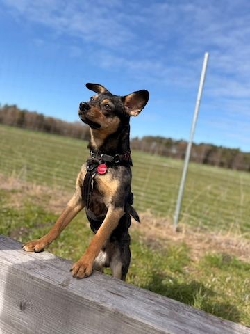 ❤️Sanfter Tiaro sucht dich✨evtl Pinscher Mix