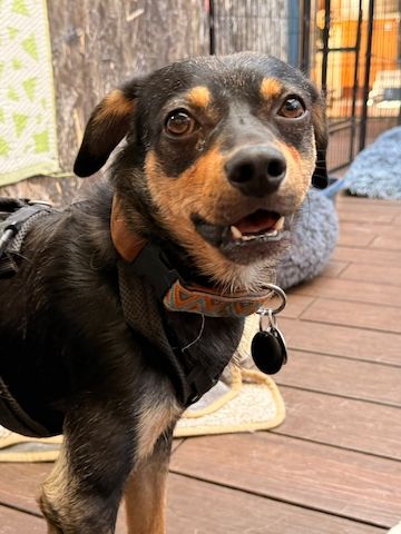 ❤️Sanfter Tiaro sucht dich✨evtl Pinscher Mix